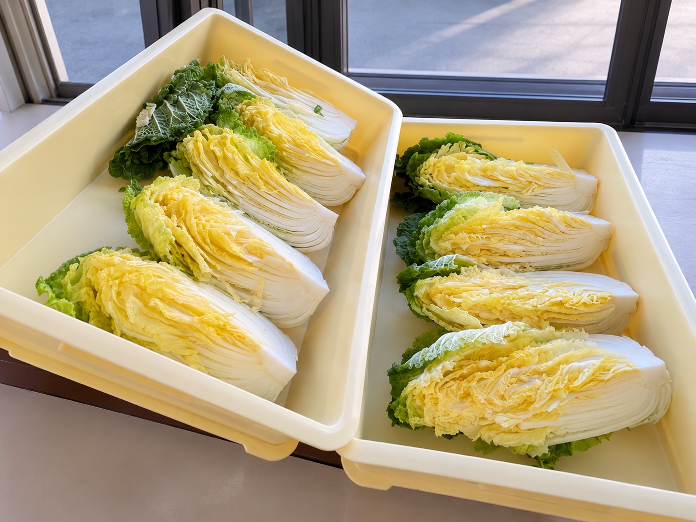 キムチ作りに使う白菜をトレーに並べた下ごしらえ